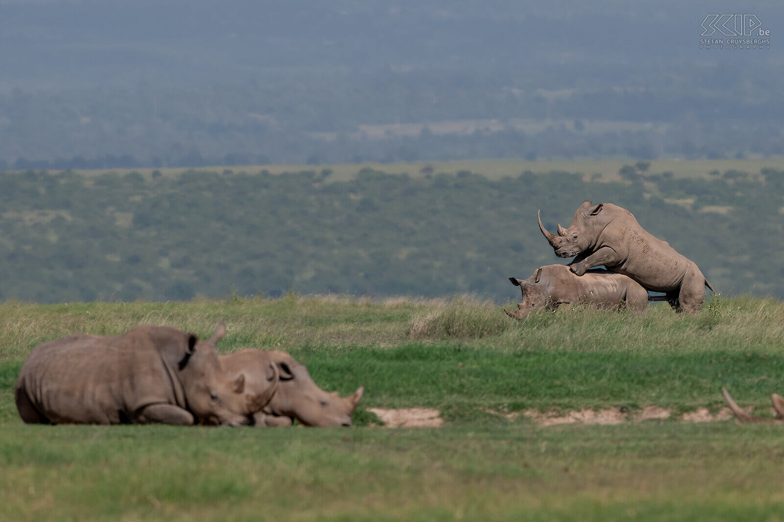 Solio - Mating white rhinos In Solio we were also able to spot mating white rhinos. Very impressive to see these impressive animals in action. Stefan Cruysberghs